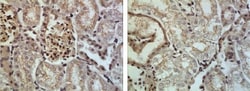 ADAM10 Antibody (RM0146-7H12) - Azide and BSA Free, Novus Biologicals:Antibodies:Primary